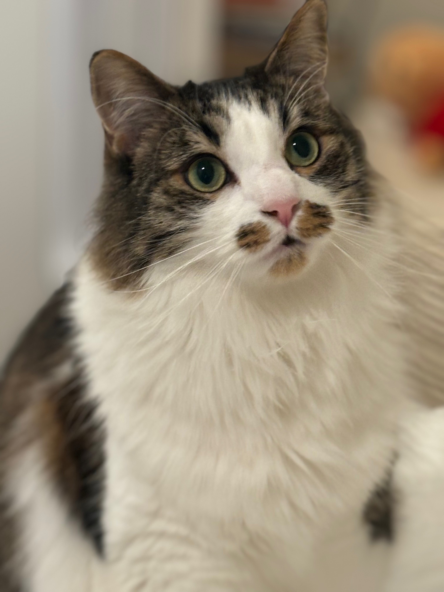 Reginald the cat
